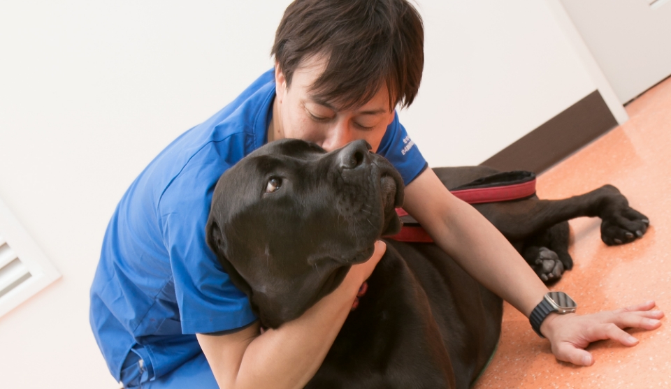 ラブラドールミックスの大型犬と触れ合う獣医師　淺井亮太先生