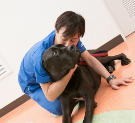 ラブラドールレトリバーミックスの大型犬を愛でる獣医師　淺井亮太先生