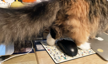 パソコンの周りを歩いている猫