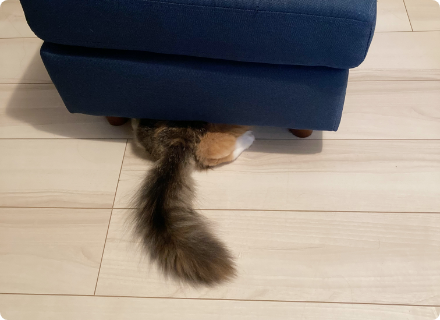 ソファーから出ている猫のシッポ