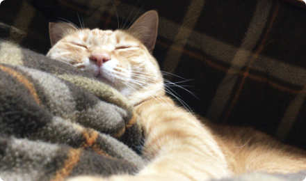 毛布にくるまって眠る茶トラ