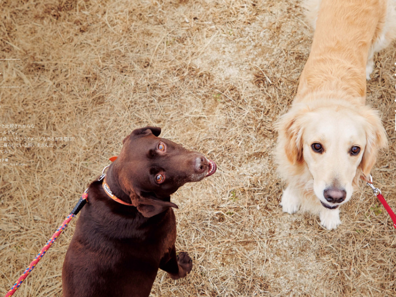 暑さに弱い犬、熱中症に注意！症状にはまず冷やす応急処置を