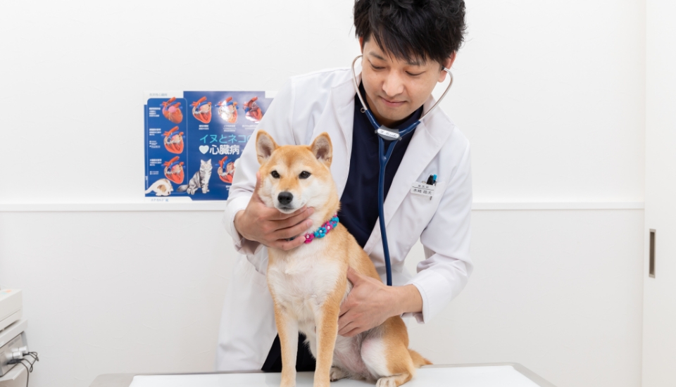 柴犬の診察をする獣医師の木﨑 皓太 先生