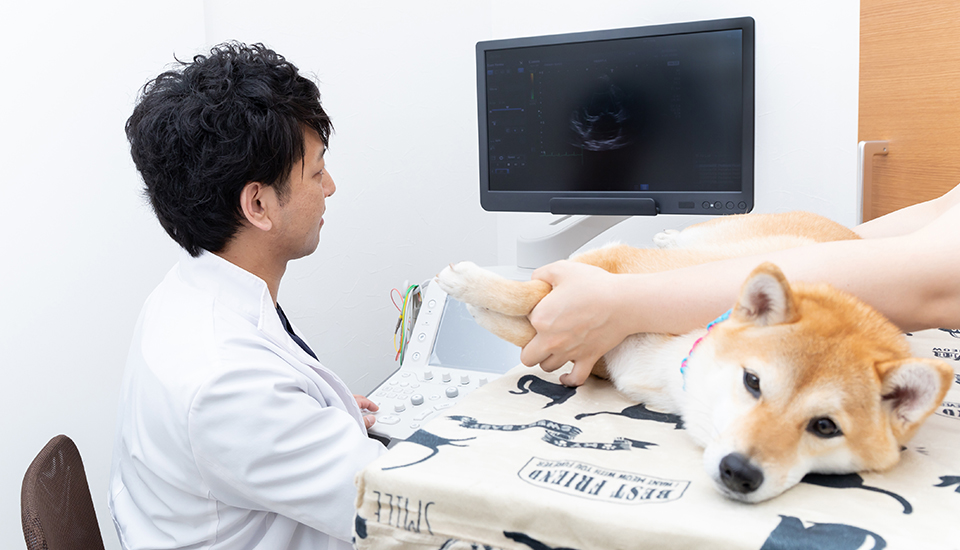 画像検査をする獣医師の木﨑 皓太 先生