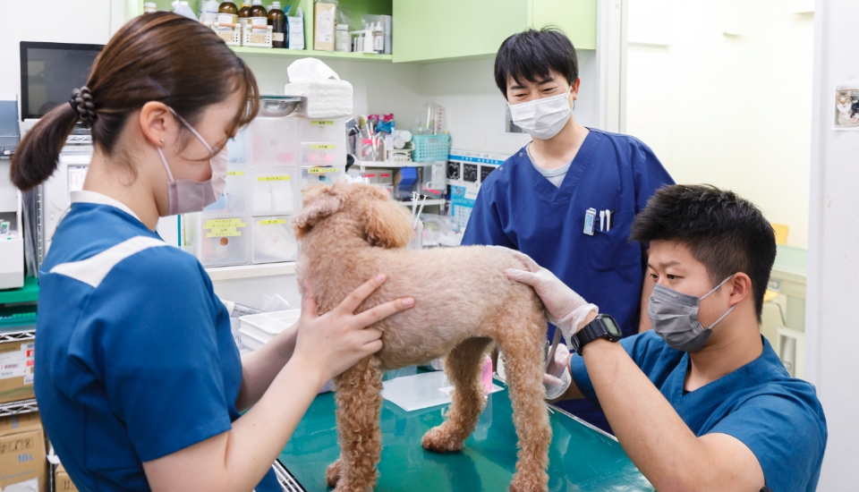 トイプードルの検査をする動物病院スタッフ