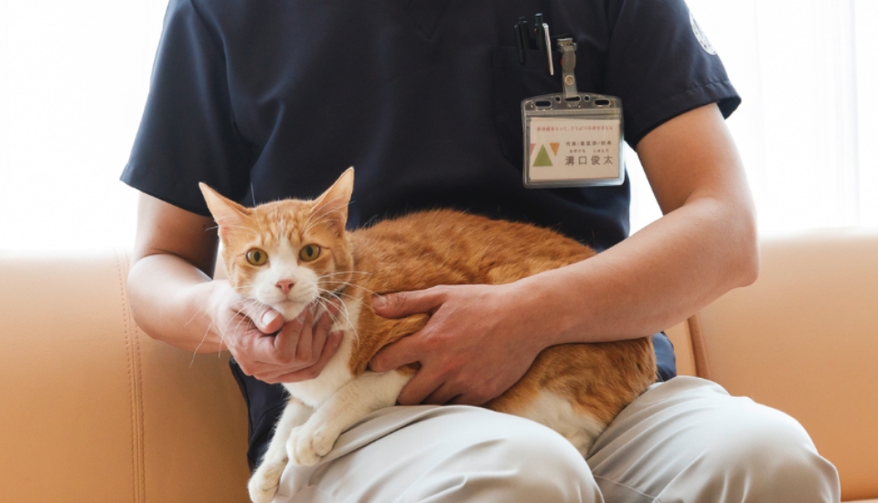 獣医師・溝口先生の膝の上に乗る、ワラビー動物病院グループの病院猫