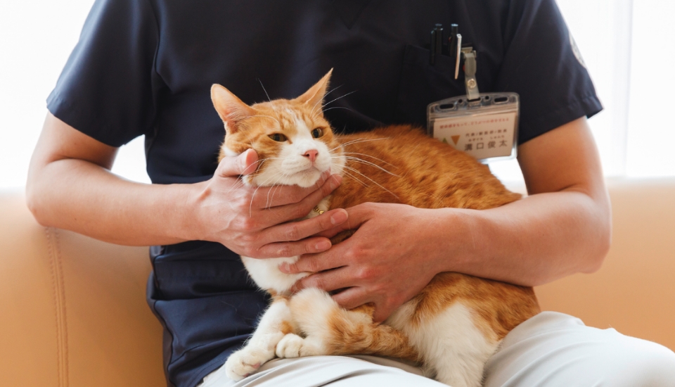 獣医師・溝口先生に首を撫でられる病院猫