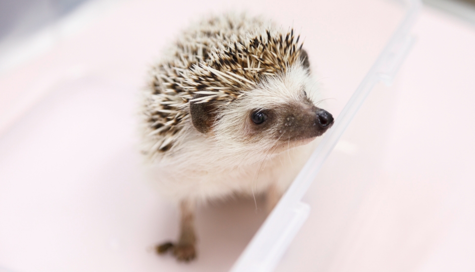 後輩から譲り受けたという病院ハリネズミのタワシ君