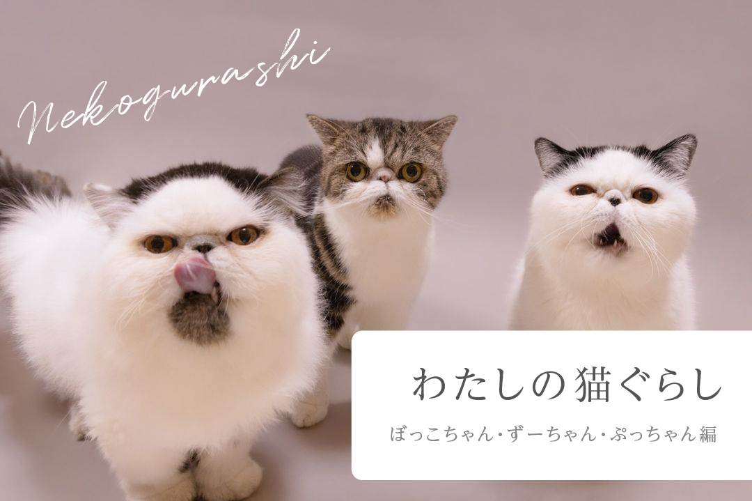 わたしの猫ぐらし「ぼっこちゃん・ずーちゃん・ぷっちゃん」【前編