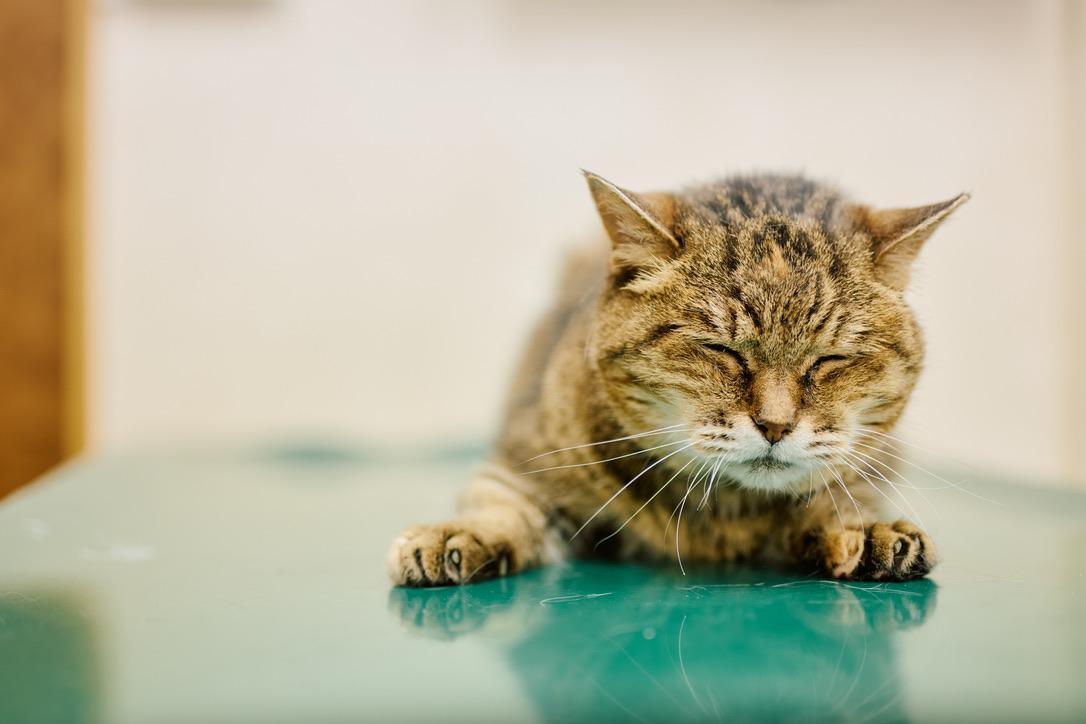 猫とのお出かけに必要なグッズ