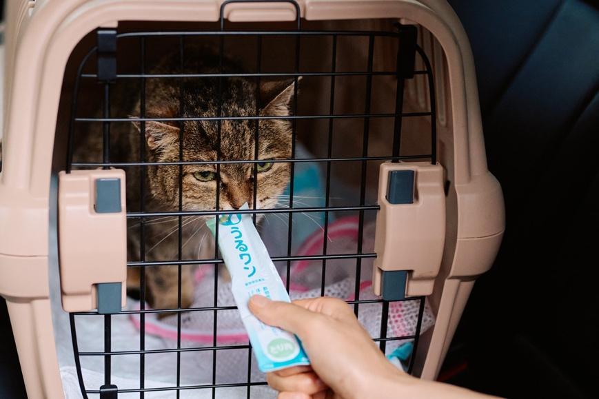 猫とのお出かけに必要なグッズ