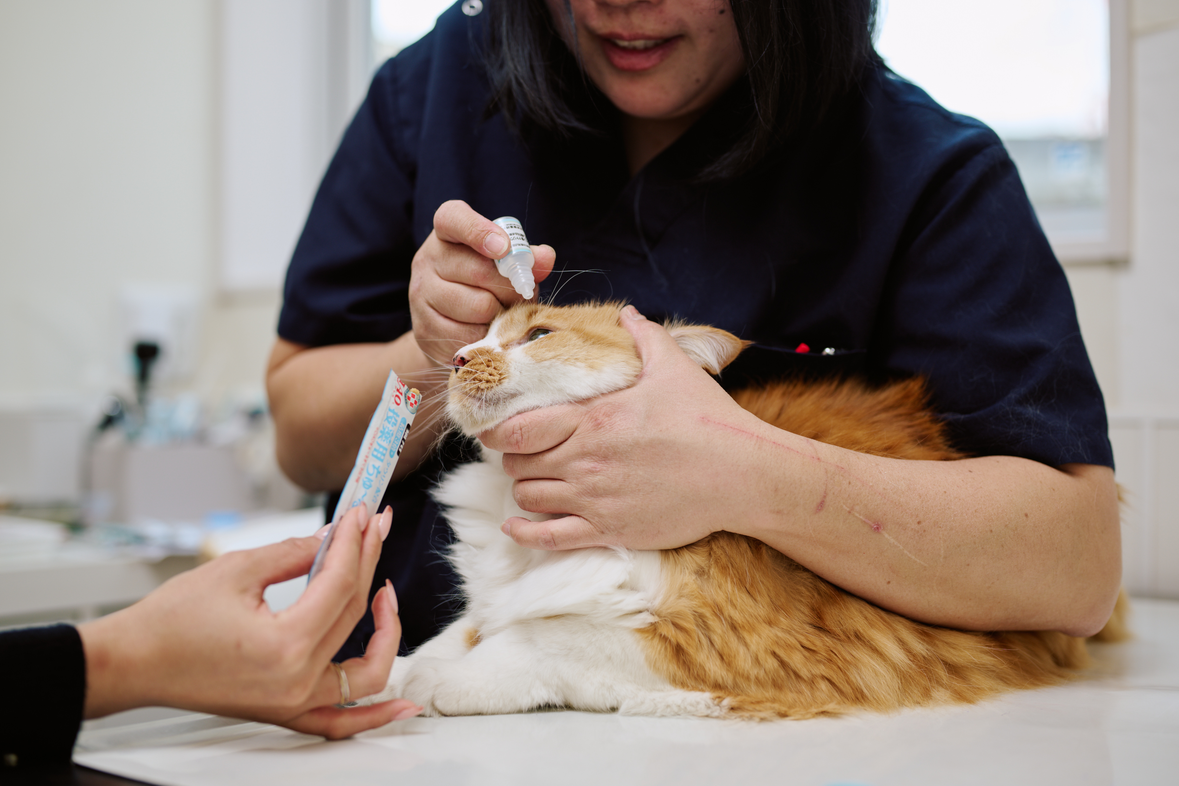 ちゅーるを食べながら目薬をさされているウニちゃん