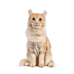 アメリカンカール種の猫