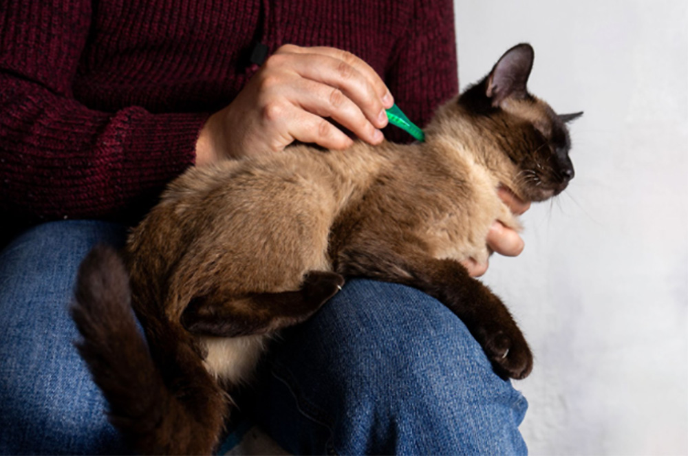 予防薬を投与される猫