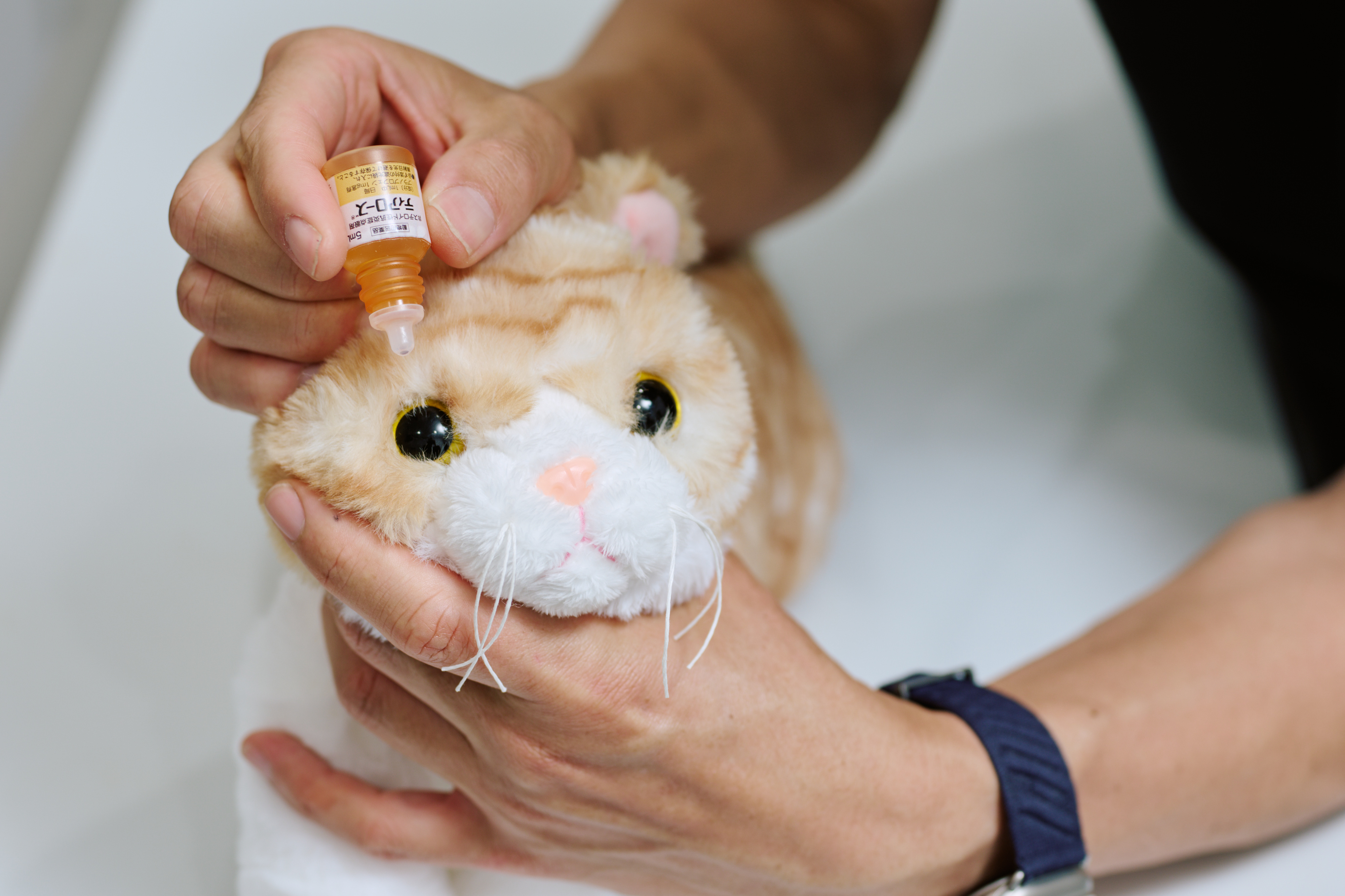 猫に点眼する様子