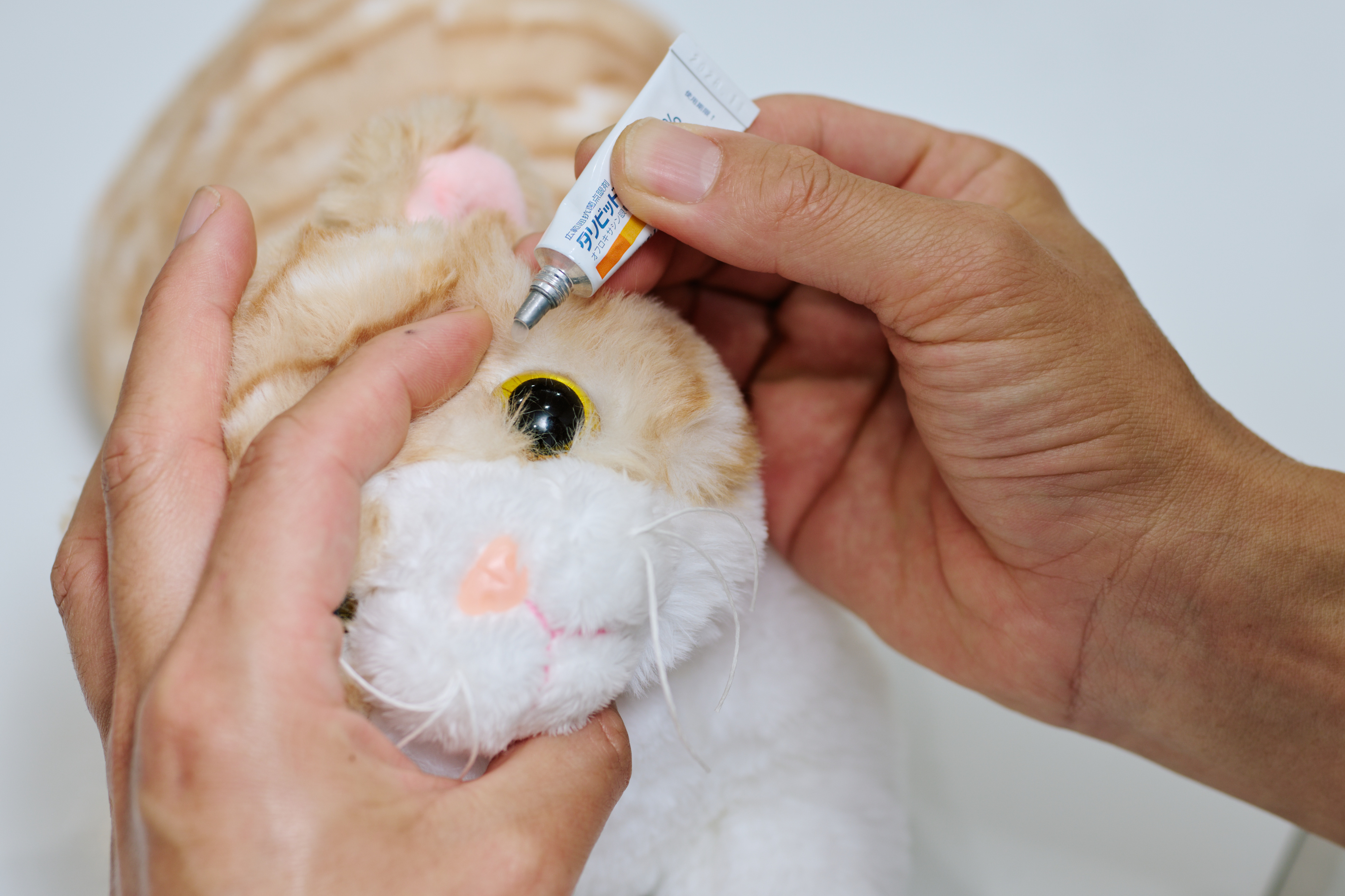 猫に点眼する様子