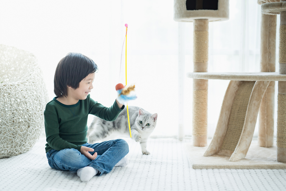 子どもと遊ぶアメリカンショートヘア
