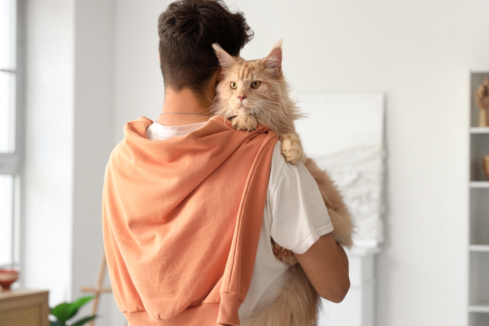メインクーンを抱き上げる飼い主