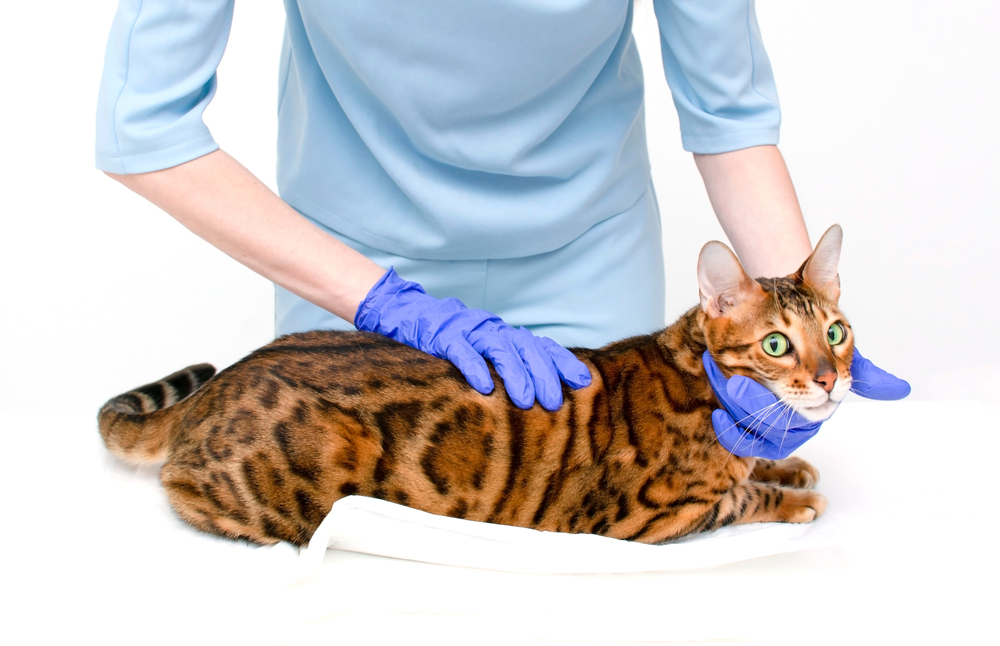 診察台の上のベンガル