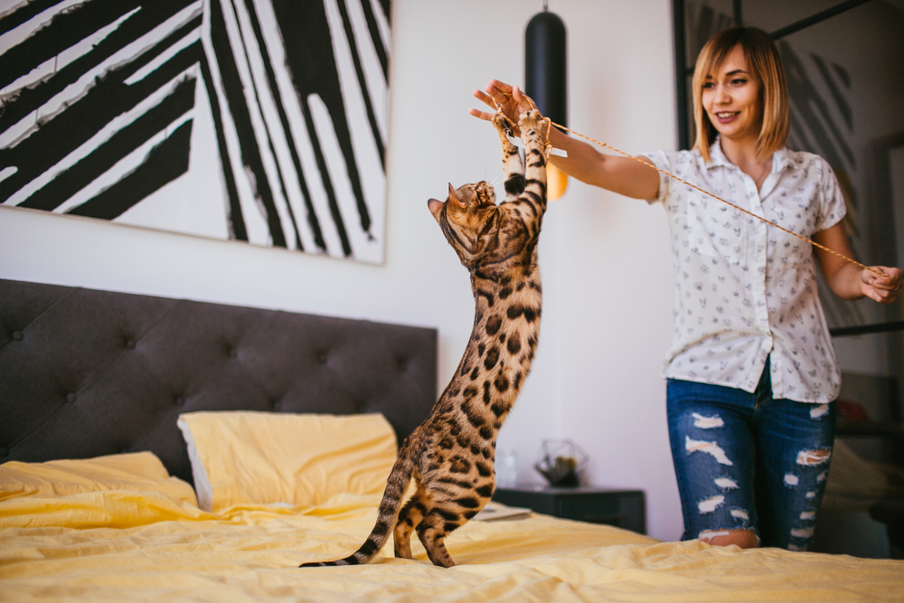 遊びに夢中なベンガル