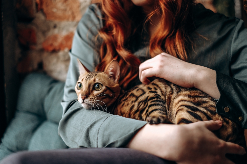 飼い主に抱かれるベンガル