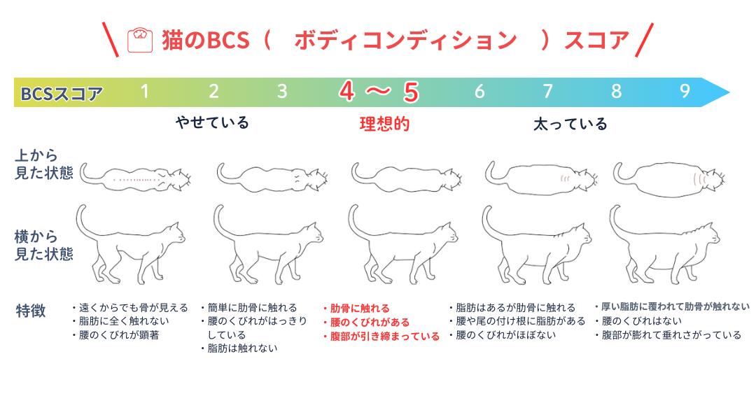 猫のBCS一覧
