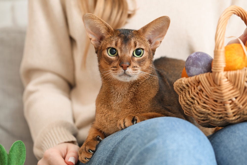 飼い主の足の上に座ってくつろぐアビシニアン