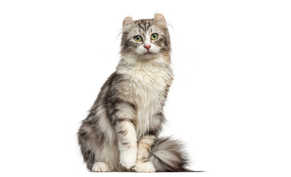 お座りするアメリカンカール