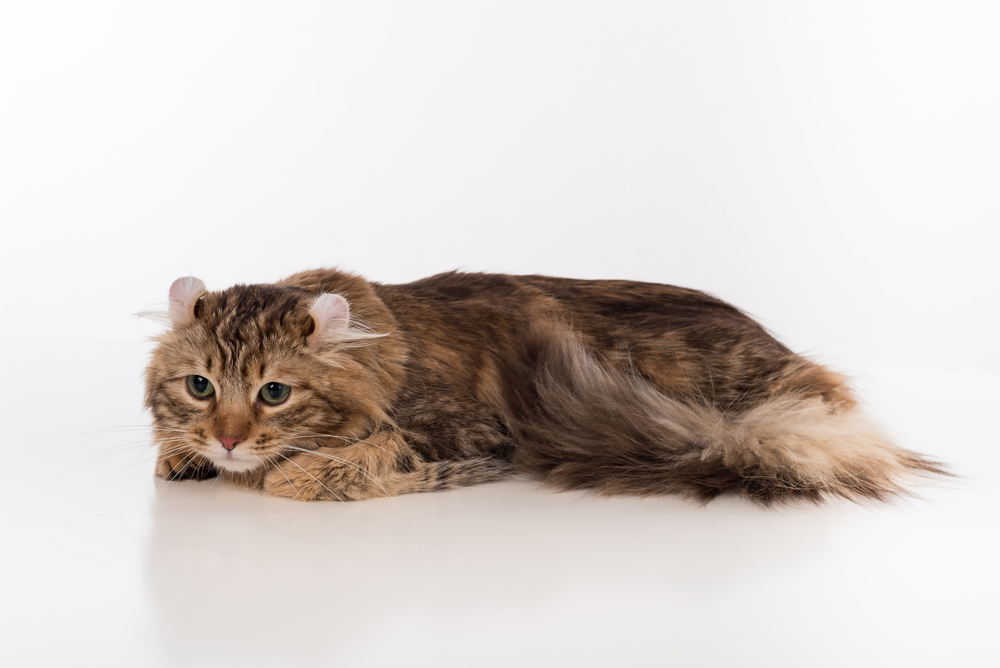 寝そべるアメリカンカール