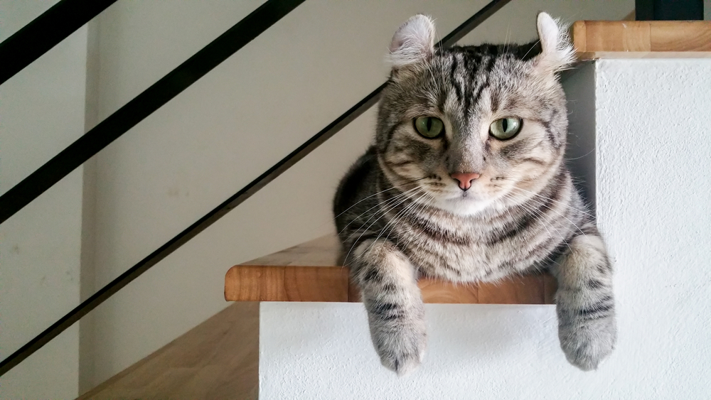 階段に横たわるアメリカンカール