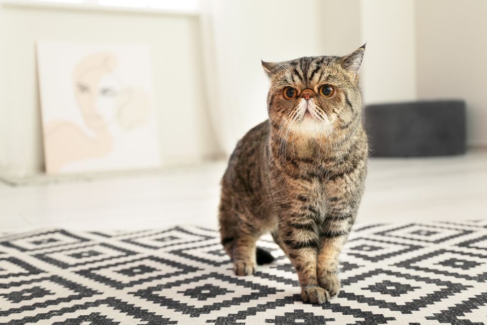 部屋の中を歩くエキゾチックショートヘア