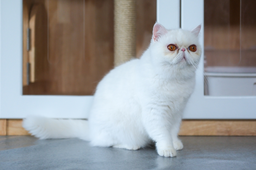 白い毛のエキゾチックショートヘア