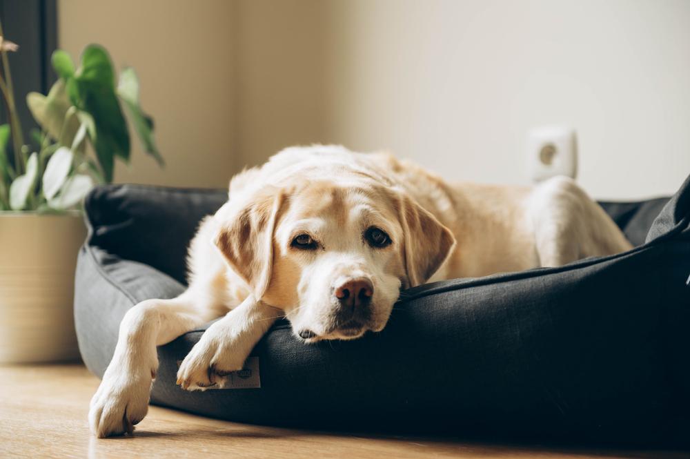 ベッドに寝そべる犬
