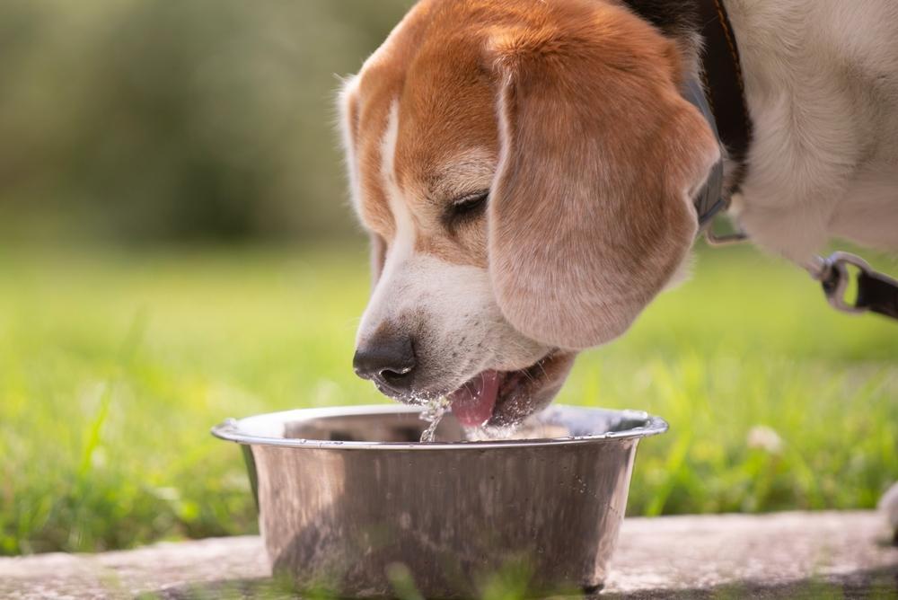 庭で水を飲む犬
