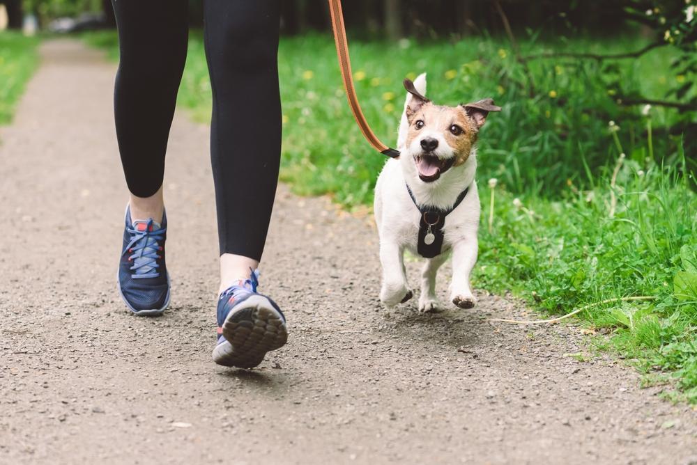 飼い主と元気に散歩をする犬