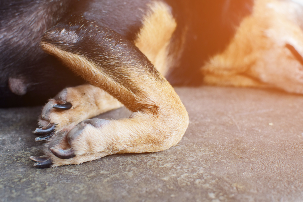 犬の前肢の関節