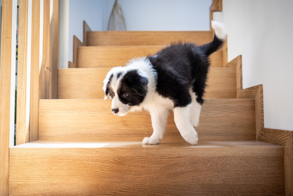 階段を降りてくる犬