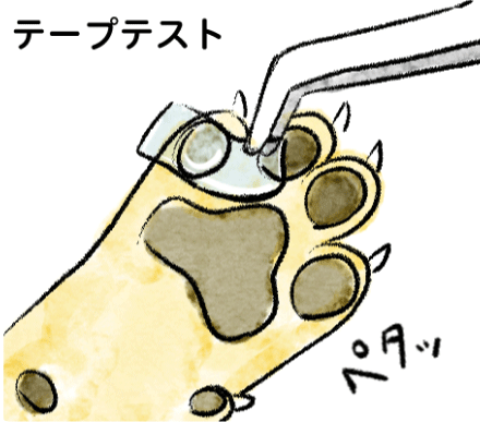 肉球テープテスト