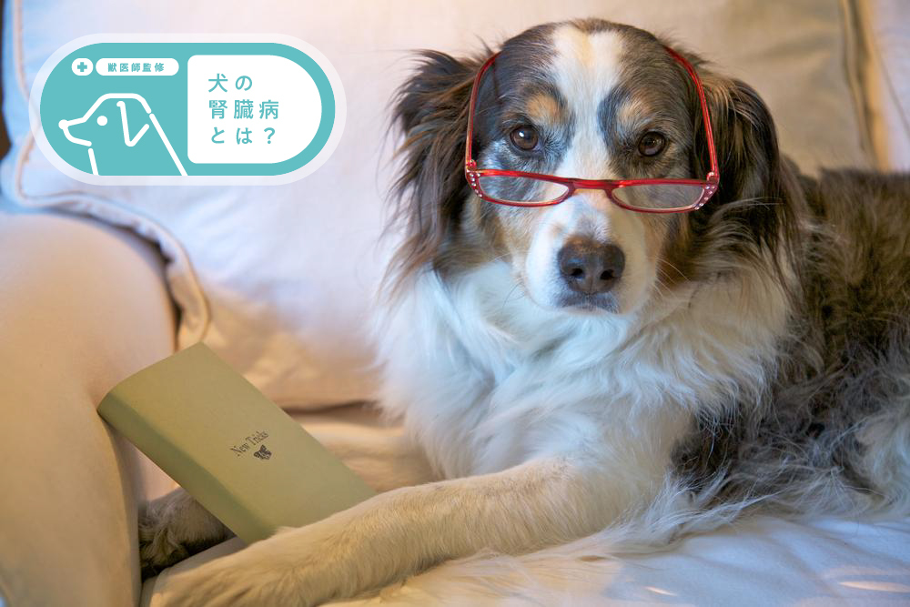 dog5550_samuneiru.jpg