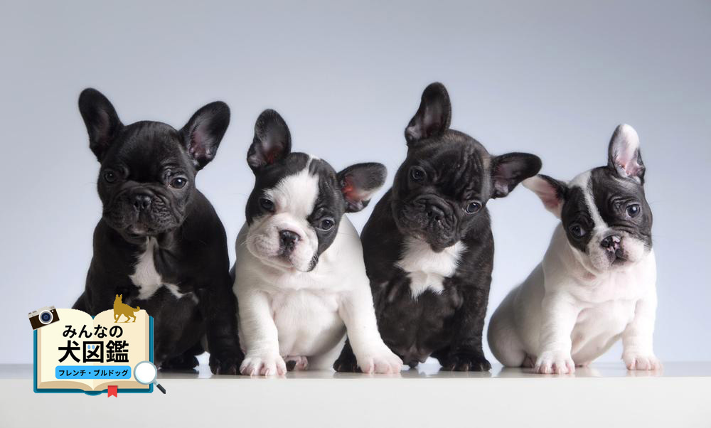 フレンチ・ブルドッグの特徴や性格は？かかりやすい病気や飼育の