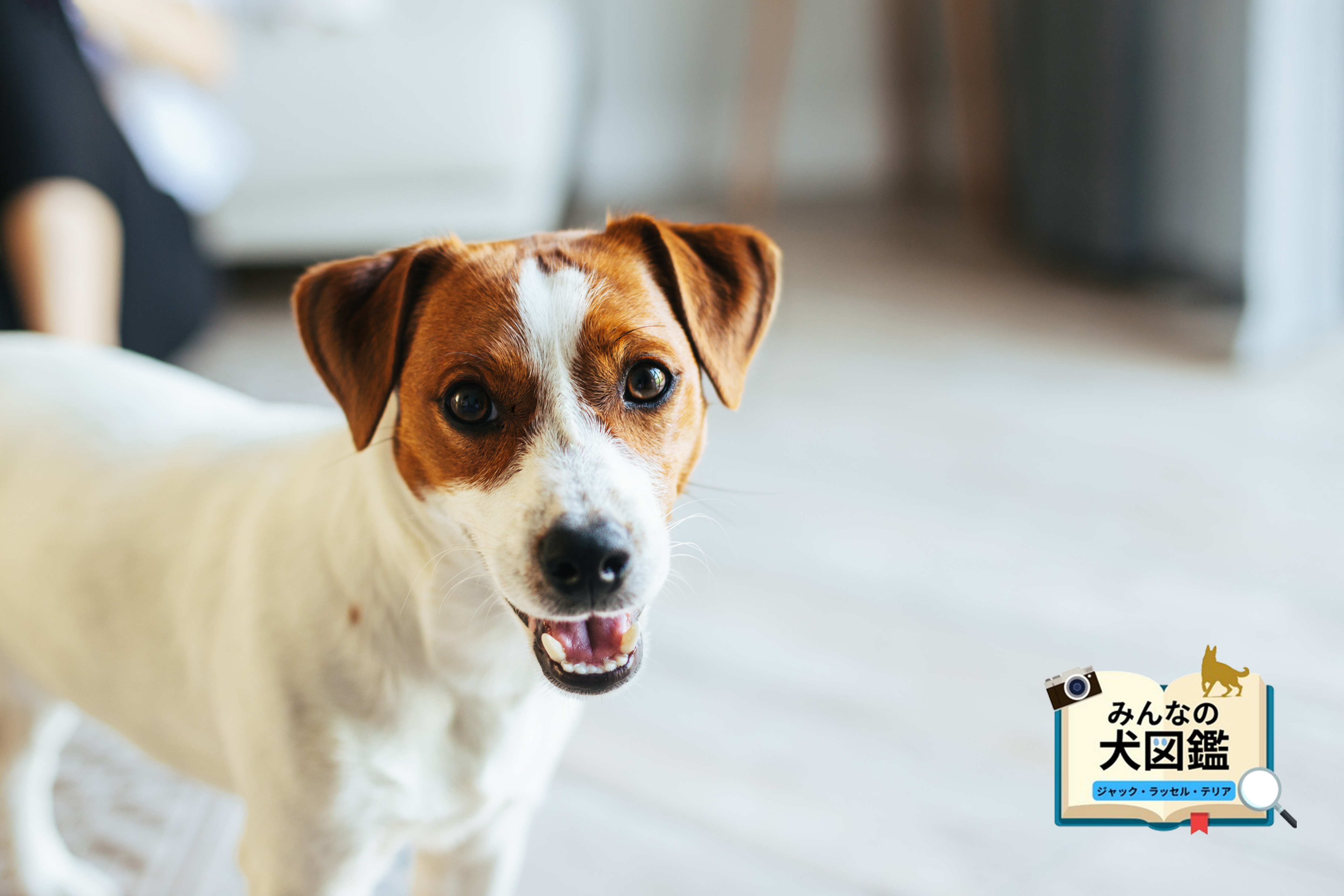 ３匹　ヴィンテージ　ベスウィック　ジャックラッセルテリア　1955−72年 3匹ヴィンテージベスウィックジャックラッセルテリア1955−72年