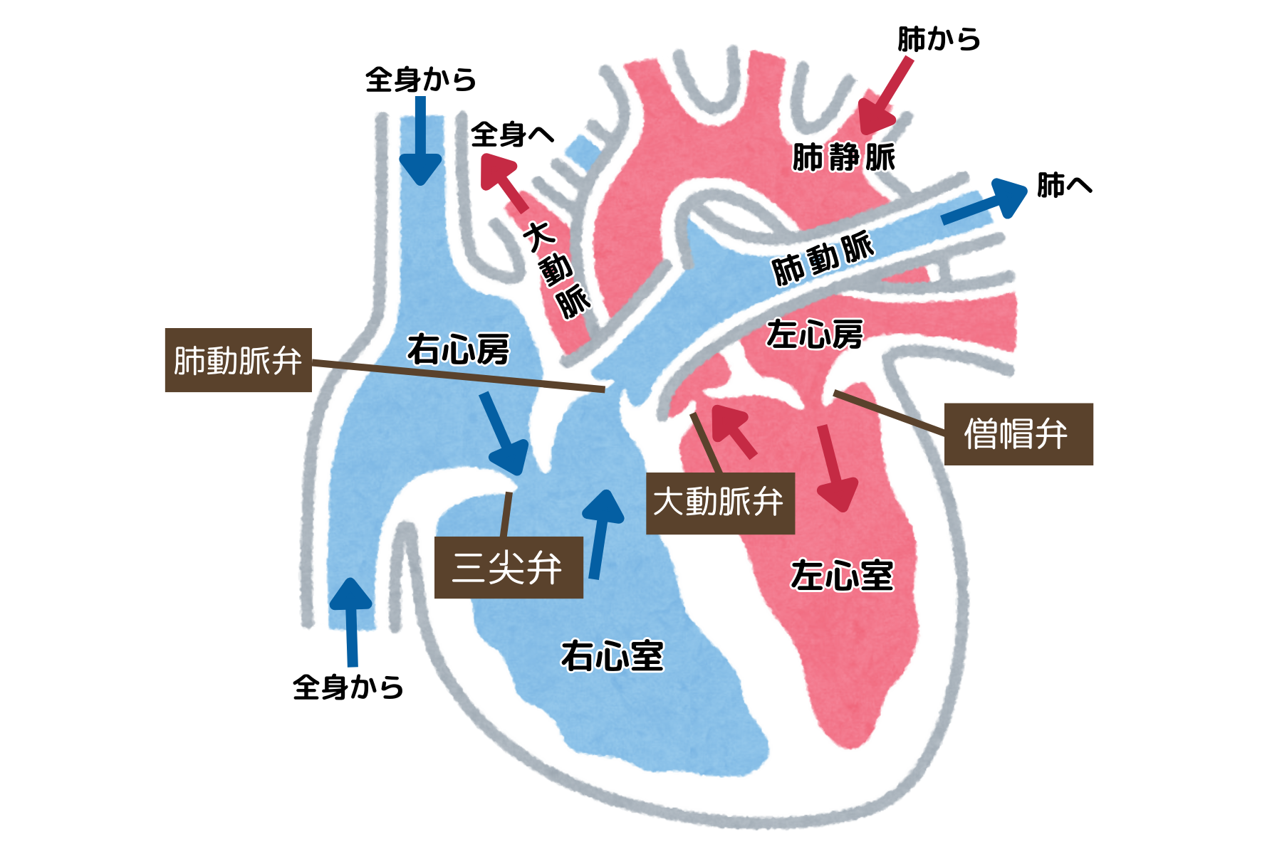 心臓の図