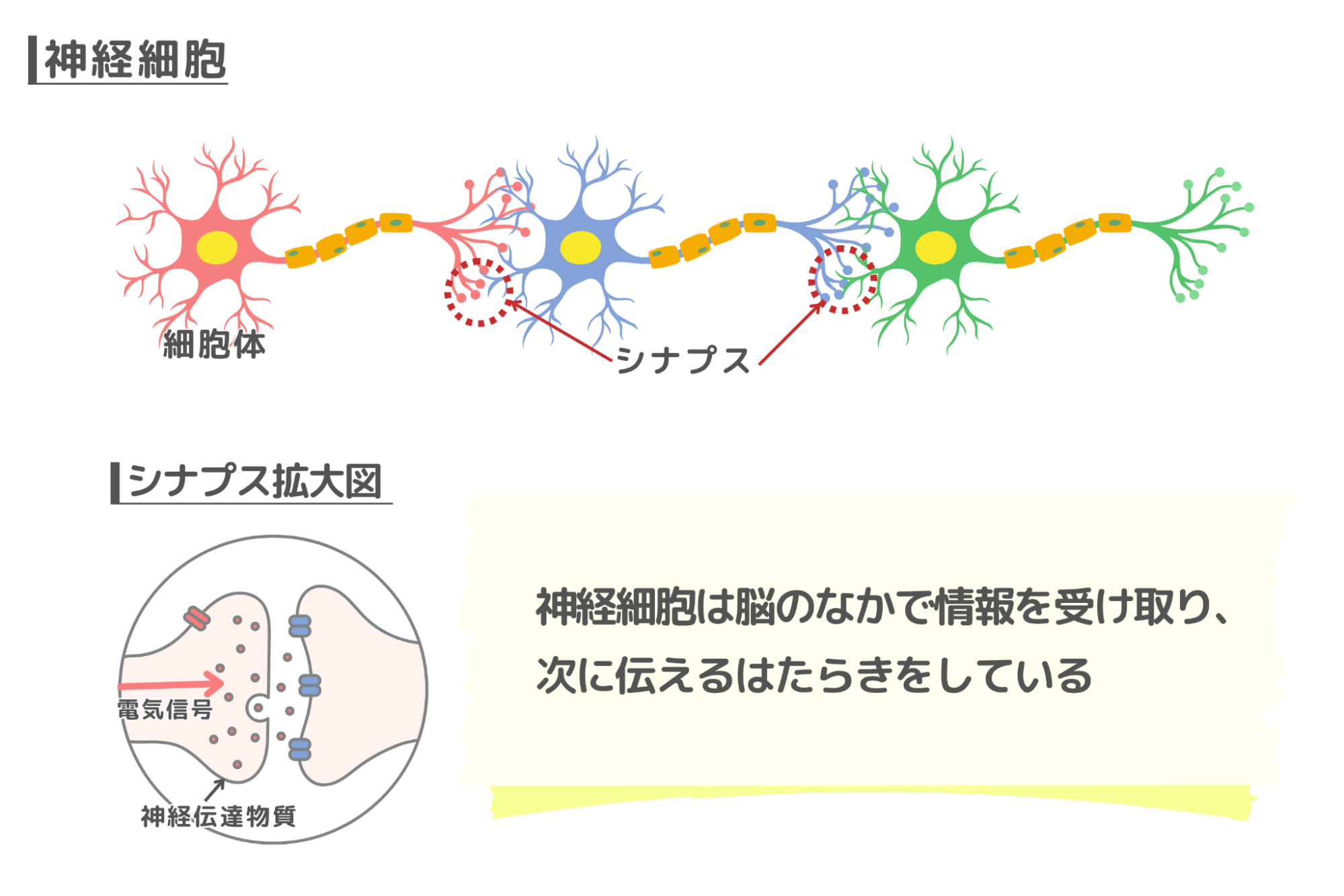 神経細胞の図