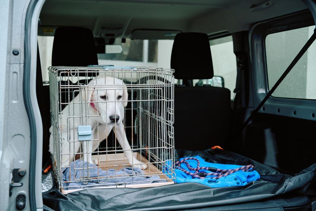 車内の犬
