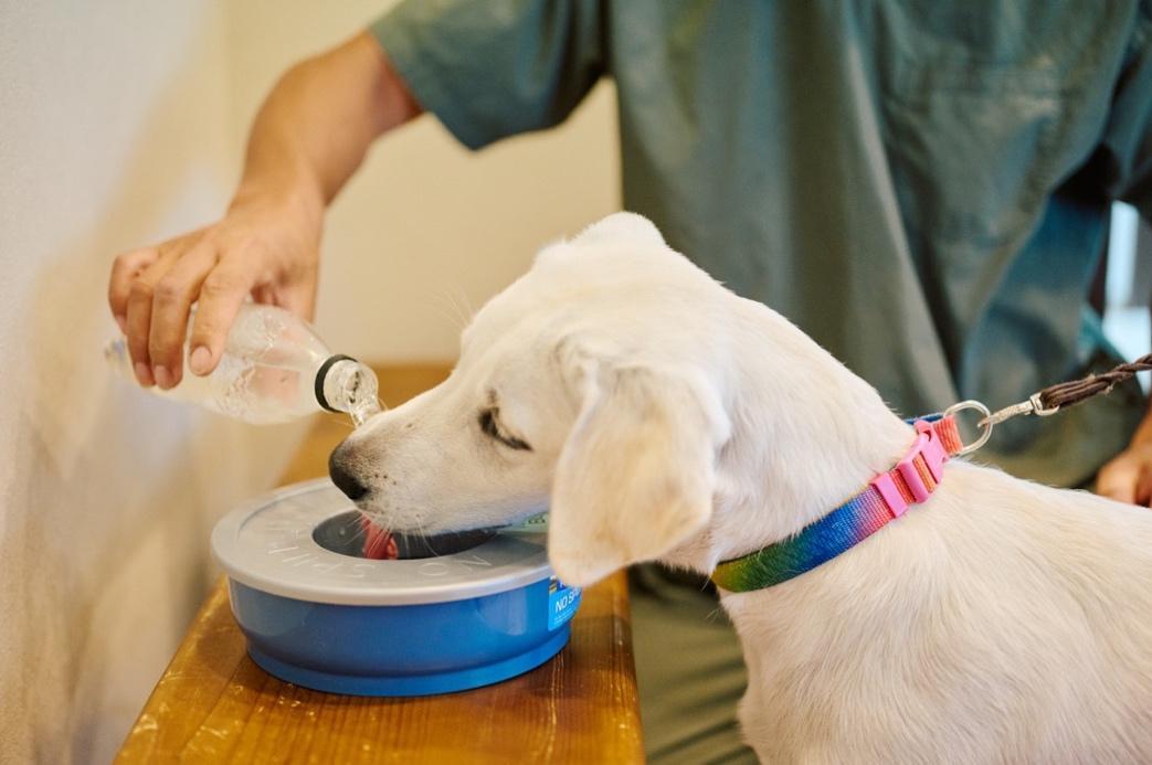 犬に水を飲ませる様子