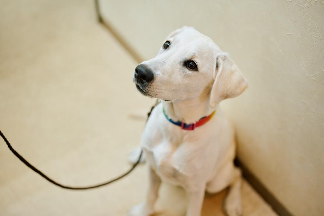 こちらを見つめる犬