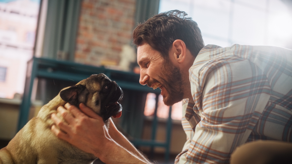 愛犬のパグとスキンシップをとる男性
