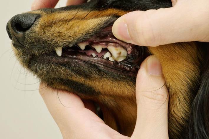 犬の歯を見せる柴田 望美先生