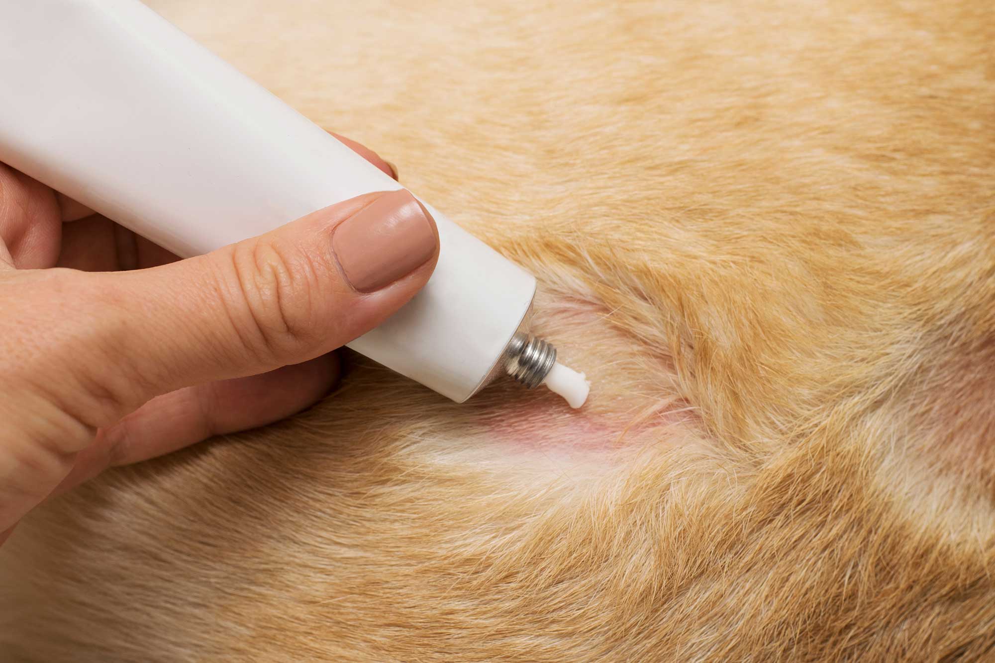 犬の皮膚に薬を塗る様子