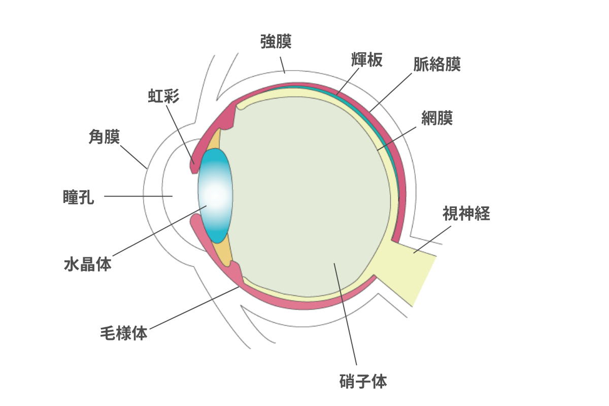目の構造図